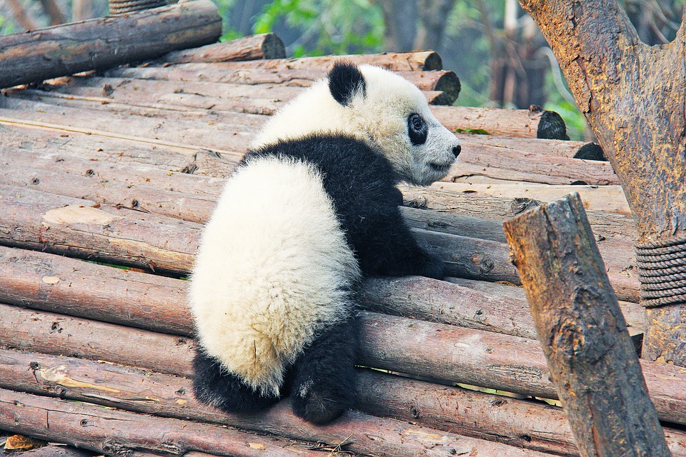 Chińska Baza Badawczo-Hodowlana Pandy Wielkiej w Chengdu